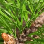 Pinus radiata Hoja