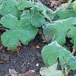 Pelargonium tomentosum Blad