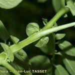 Solanum chacoense ফুল