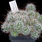 Mammillaria polythele Celota