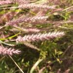 Pennisetum pedicellatum Blomma