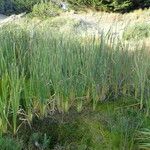 Typha orientalis Buveinė