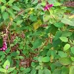 Salvia involucrata Habitus