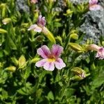 Mimulus lewisii Blüte