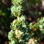 Cliffortia polygonifolia Corteza