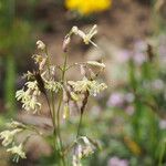 Silene saxatilis 花