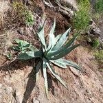 Agave americana Fuelha