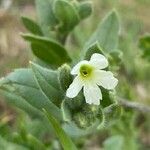 Nonea echioides Flower