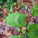 Persicaria chinensis Feuille