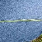 Festuca myuros Floare