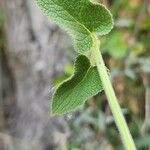 Stachys spectabilis Leaf