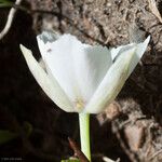 Calochortus minimus Blüte