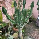 Euphorbia cooperi Листок