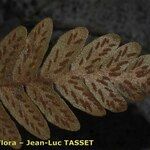 Asplenium aureum Leaf