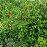 Aquilegia canadensisFlower