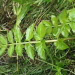 Oenanthe sarmentosa Leaf