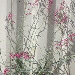 Penstemon parryi عادت داشتن