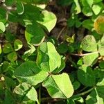 Trifolium repens برگ