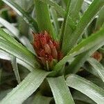 Aechmea recurvata Hábitos