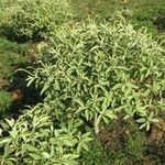 Croton flavens Habit