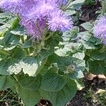 Ageratum houstonianum 整株植物