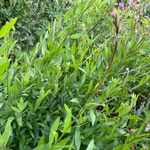 Oenothera lindheimeri Feuille