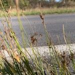 Juncus compressus Flor