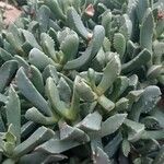 Carruanthus ringens Leaf