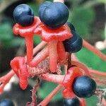 Clerodendrum japonicum Frugt