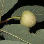 Annona pruinosa Fruto