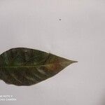 Ailanthus altissima 叶