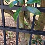 Ternstroemia gymnantheraLeaf