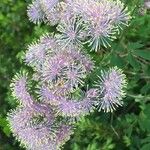 Thalictrum aquilegiifolium Blüte