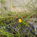 Polygala lutea Corteza