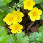 Waldsteinia ternata Çiçek