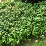 Persicaria chinensis عادت داشتن