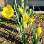 Sternbergia vernalis Flower