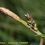 Carex vaginata Квітка
