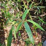 Arundinaria gigantea Blatt