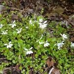 Lobelia angulata Flower