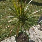 Dracaena reflexaЛіст