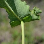 Asclepias amplexicaulis Leaf