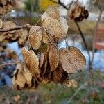 Ptelea trifoliata फल