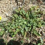 Crepis bellidifolia Natur