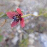 Roemeria sicula Flower