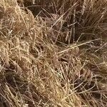 Oryza sativa Плід