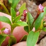 Epilobium anagallidifolium Cvet