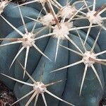 Ferocactus pottsii List