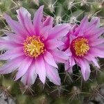 Thelocactus conothelos Кветка