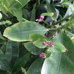 Tradescantia zanonia Φύλλο